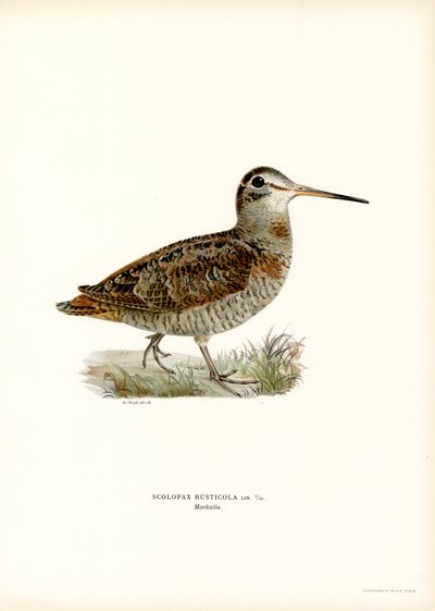 Avrasya Çulluğu (renkli taş) by Magnus Ferdinand and Wilhelm von Wright