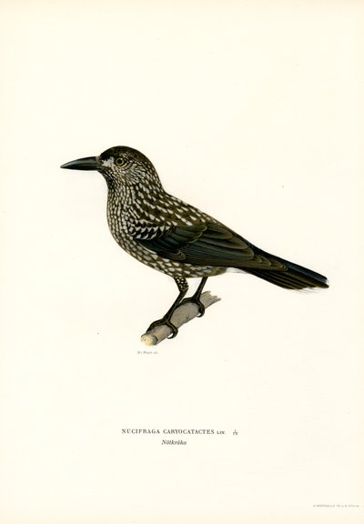 Avrasya fındıkkıran (renkli taş) by Magnus Ferdinand and Wilhelm von Wright