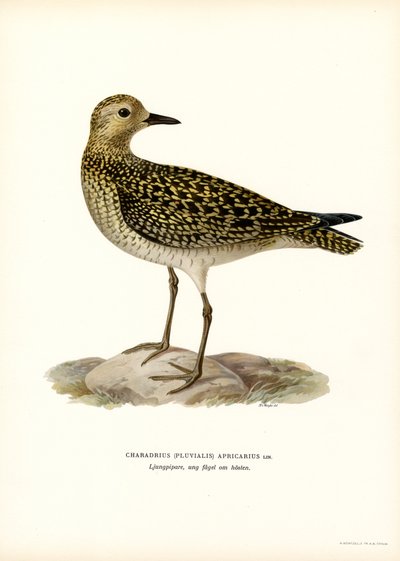Avrupa Altın Cılıbıt (renkli taş) by Magnus Ferdinand and Wilhelm von Wright