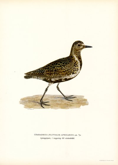Avrupa Altın Cılıbıt (renkli taş) by Magnus Ferdinand and Wilhelm von Wright