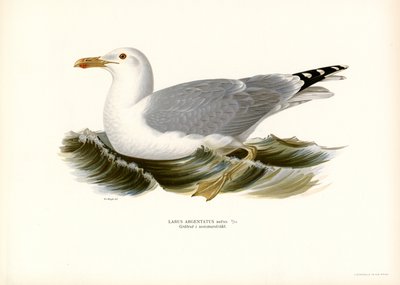 Avrupa Ringa Balığı (renkli taş) by Magnus Ferdinand and Wilhelm von Wright