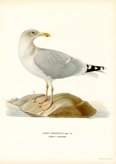 Avrupa Ringa Balığı (renkli taş) by Magnus Ferdinand and Wilhelm von Wright