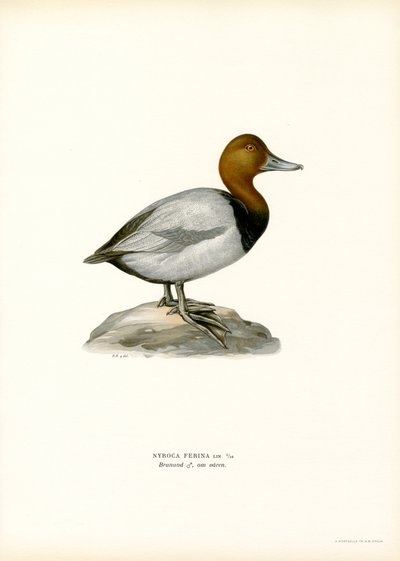 Avrupa patlıcası (renkli lito) by Magnus Ferdinand and Wilhelm von Wright