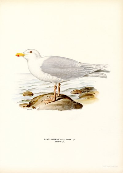 Glaucous Martı (renkli taş) by Magnus Ferdinand and Wilhelm von Wright