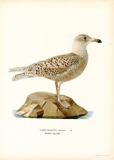 Glaucous Martı (renkli taş) by Magnus Ferdinand and Wilhelm von Wright