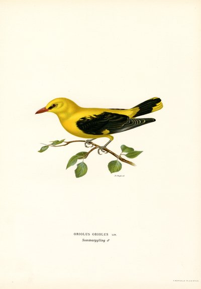 Altın sarısı (renkli lito) by Magnus Ferdinand and Wilhelm von Wright
