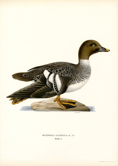 Goldeneye Duck (renkli lito) by Magnus Ferdinand and Wilhelm von Wright