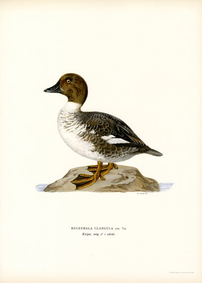 Goldeneye Duck (renkli lito) by Magnus Ferdinand and Wilhelm von Wright
