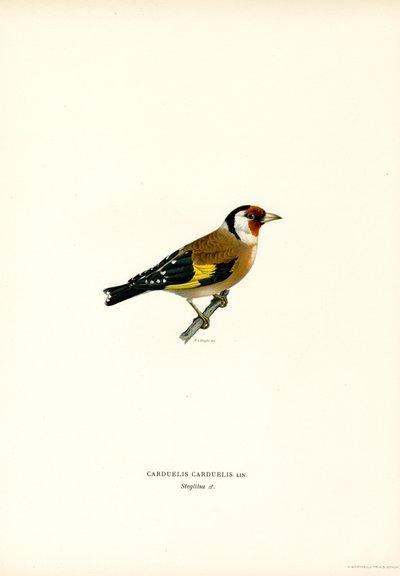 Saka kuşu (renkli taş) by Magnus Ferdinand and Wilhelm von Wright