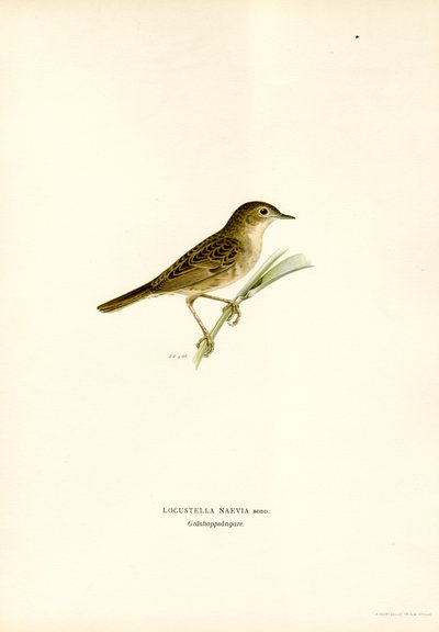Çekirge Ötleğen (renkli taş) by Magnus Ferdinand and Wilhelm von Wright