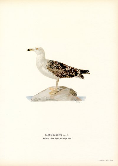 Büyük Kara Sırtlı Martı (renkli taş) by Magnus Ferdinand and Wilhelm von Wright