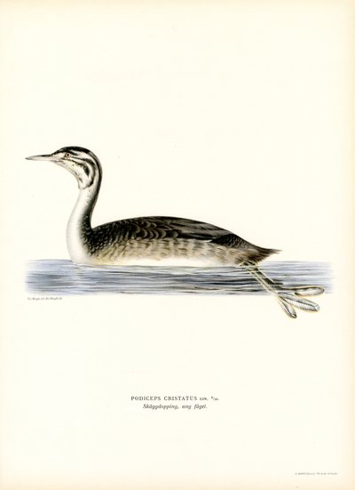 Büyük Tepeli Bataklık (renkli taş) by Magnus Ferdinand and Wilhelm von Wright