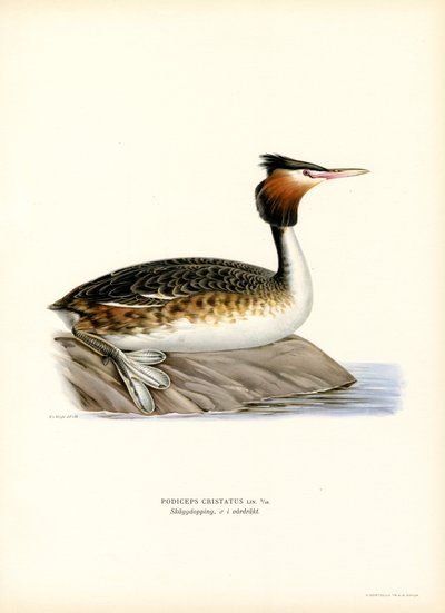 Büyük Tepeli Bataklık (renkli taş) by Magnus Ferdinand and Wilhelm von Wright