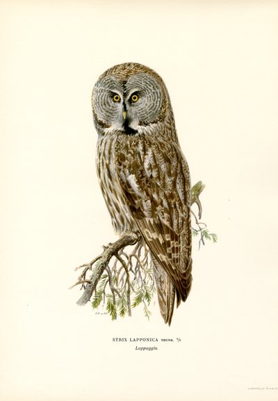 Büyük Gri Baykuş (renkli taş) by Magnus Ferdinand and Wilhelm von Wright