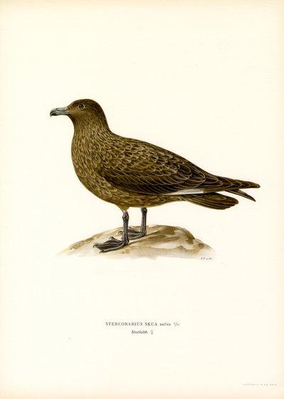 Büyük Skua (renkli taş) by Magnus Ferdinand and Wilhelm von Wright