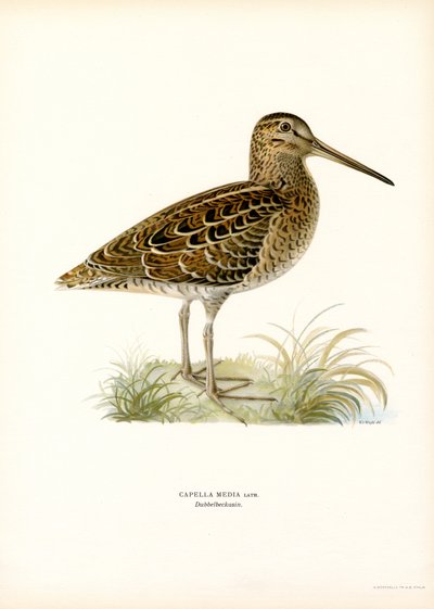 Great Snipe (renkli taş) by Magnus Ferdinand and Wilhelm von Wright