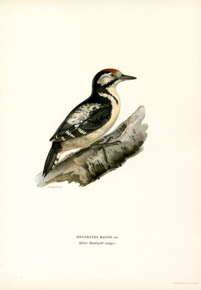 Büyük Benekli Ağaçkakan (renkli taş) by Magnus Ferdinand and Wilhelm von Wright