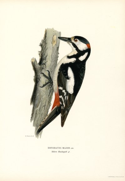 Büyük Benekli Ağaçkakan (renkli taş) by Magnus Ferdinand and Wilhelm von Wright