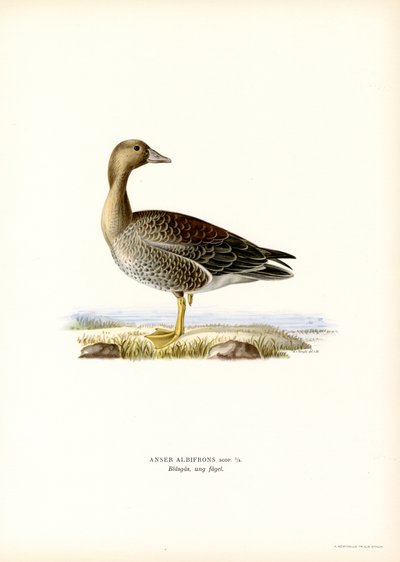 Büyük Beyaz Önlü Kaz (renkli taş) by Magnus Ferdinand and Wilhelm von Wright