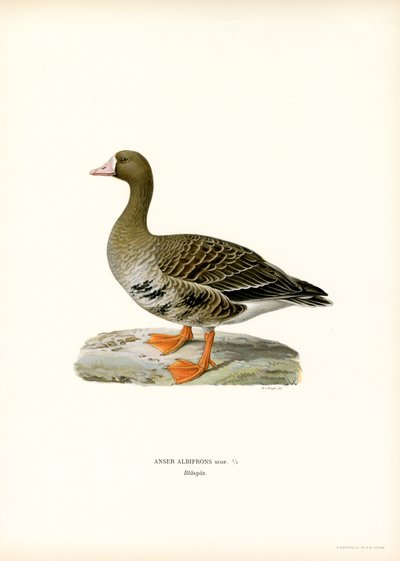 Büyük Beyaz Önlü Kaz (renkli taş) by Magnus Ferdinand and Wilhelm von Wright