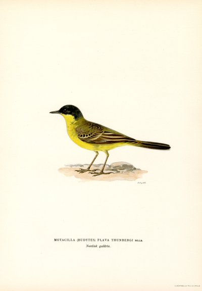 Gri başlı Kuyruksallayan (renkli taş) by Magnus Ferdinand and Wilhelm von Wright