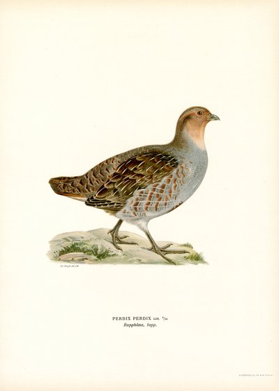 Gri Keklik (renkli lito) by Magnus Ferdinand and Wilhelm von Wright