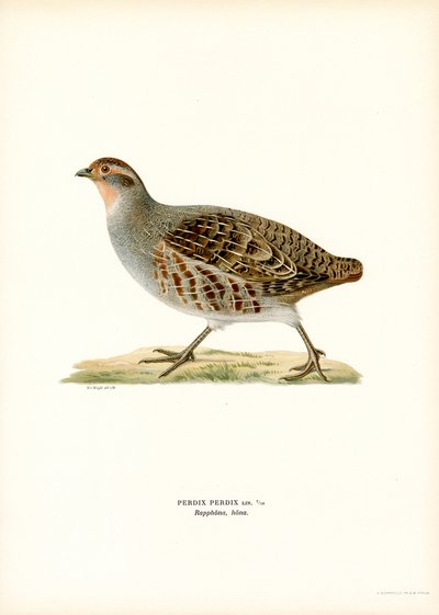 Gri Keklik (renkli lito) by Magnus Ferdinand and Wilhelm von Wright