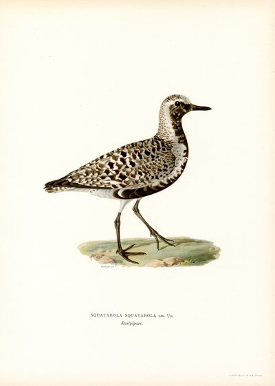 Gri Cılıbıt (renkli taş) by Magnus Ferdinand and Wilhelm von Wright