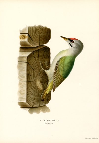 Gri Ağaçkakan (renkli taş) by Magnus Ferdinand and Wilhelm von Wright