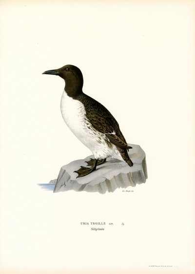 Guillemot (renkli taş) by Magnus Ferdinand and Wilhelm von Wright