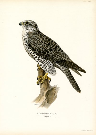 Gyrfalcon (renkli taş) by Magnus Ferdinand and Wilhelm von Wright