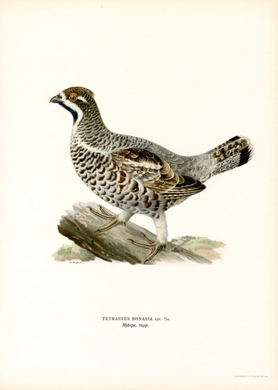 Hazel Orman Tavuğu (renkli taş) by Magnus Ferdinand and Wilhelm von Wright