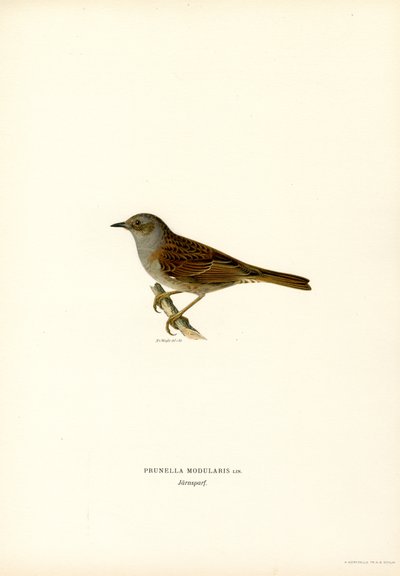 Hedge Warbler (renkli taş) by Magnus Ferdinand and Wilhelm von Wright