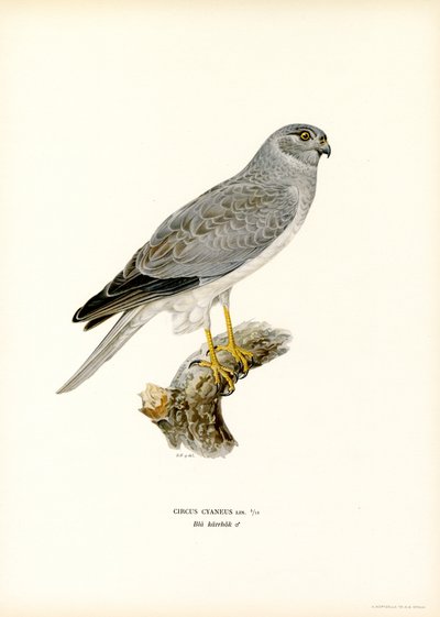 Tavuk Harrier (renkli taş) by Magnus Ferdinand and Wilhelm von Wright