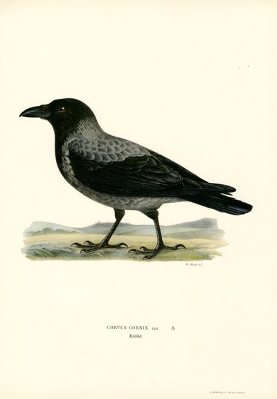 Kapşonlu karga (renkli taş) by Magnus Ferdinand and Wilhelm von Wright