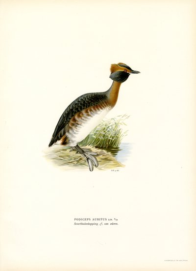 Boynuzlu Batağan (renkli taş) by Magnus Ferdinand and Wilhelm von Wright
