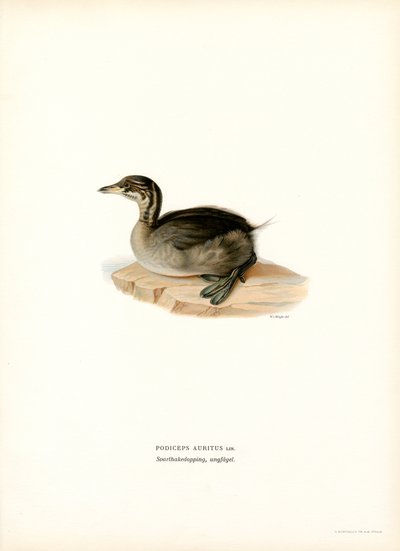 Boynuzlu Batağan (renkli taş) by Magnus Ferdinand and Wilhelm von Wright