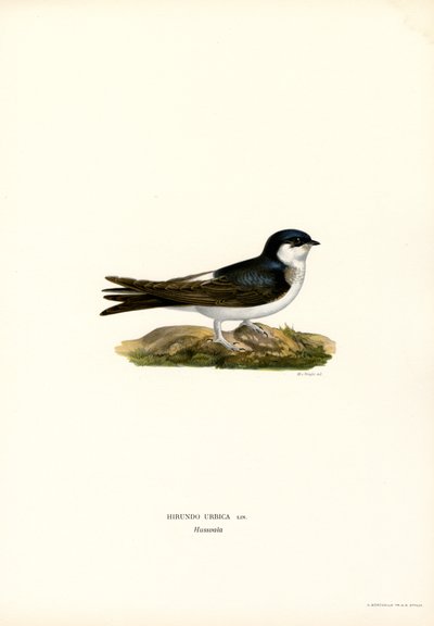 Martin Hanesi (renkli taş) by Magnus Ferdinand and Wilhelm von Wright