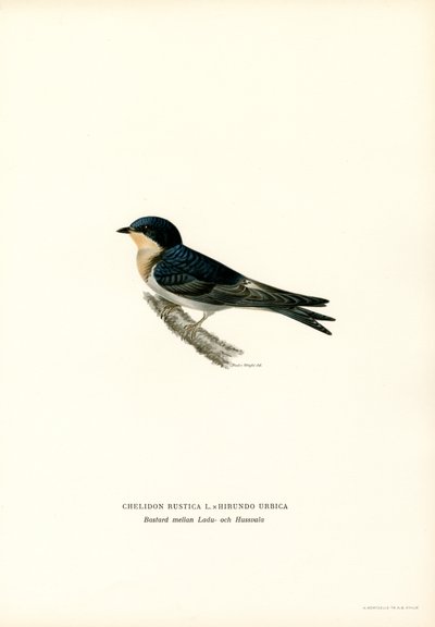 House Swallow (Renk Lito) by Magnus Ferdinand and Wilhelm von Wright