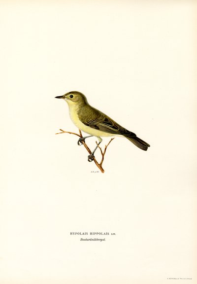 Icterine Warbler (renkli taş) by Magnus Ferdinand and Wilhelm von Wright