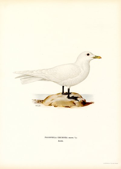 Fildişi Martı (renkli taş) by Magnus Ferdinand and Wilhelm von Wright
