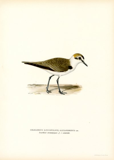 Kentish Plover (renkli taş) by Magnus Ferdinand and Wilhelm von Wright