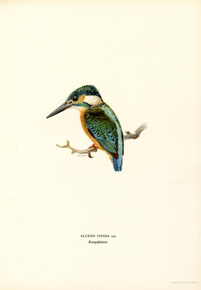 Kingfisher (renkli taş) by Magnus Ferdinand and Wilhelm von Wright