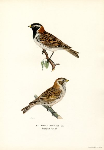 Lapland Kiraz Kuşu (renkli taş) by Magnus Ferdinand and Wilhelm von Wright