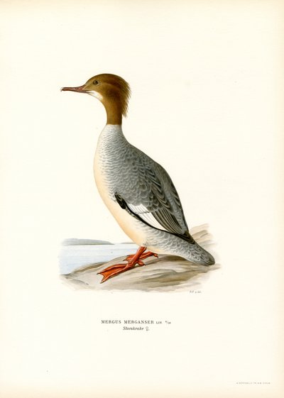 Büyük Merganser (renkli taş) by Magnus Ferdinand and Wilhelm von Wright
