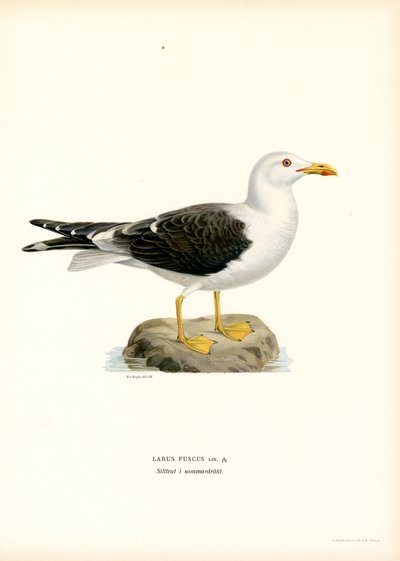 Küçük Siyah Sırtlı Martı (renkli taş) by Magnus Ferdinand and Wilhelm von Wright