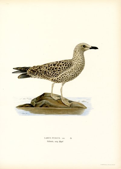 Küçük Siyah Sırtlı Martı (renkli taş) by Magnus Ferdinand and Wilhelm von Wright