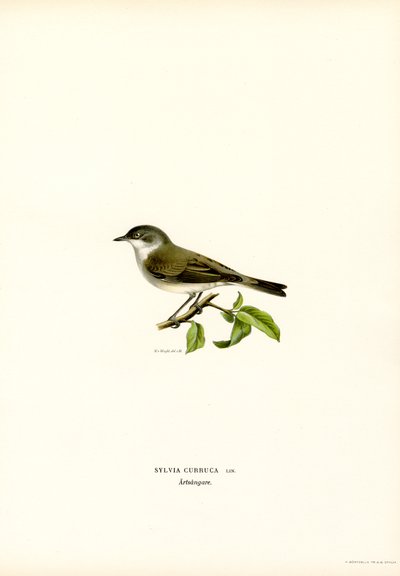 Küçük Whitethroat (renkli taş) by Magnus Ferdinand and Wilhelm von Wright
