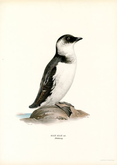 Küçük Auk (renkli taş) by Magnus Ferdinand and Wilhelm von Wright