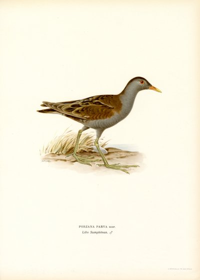 Küçük Crake (renkli taş) by Magnus Ferdinand and Wilhelm von Wright